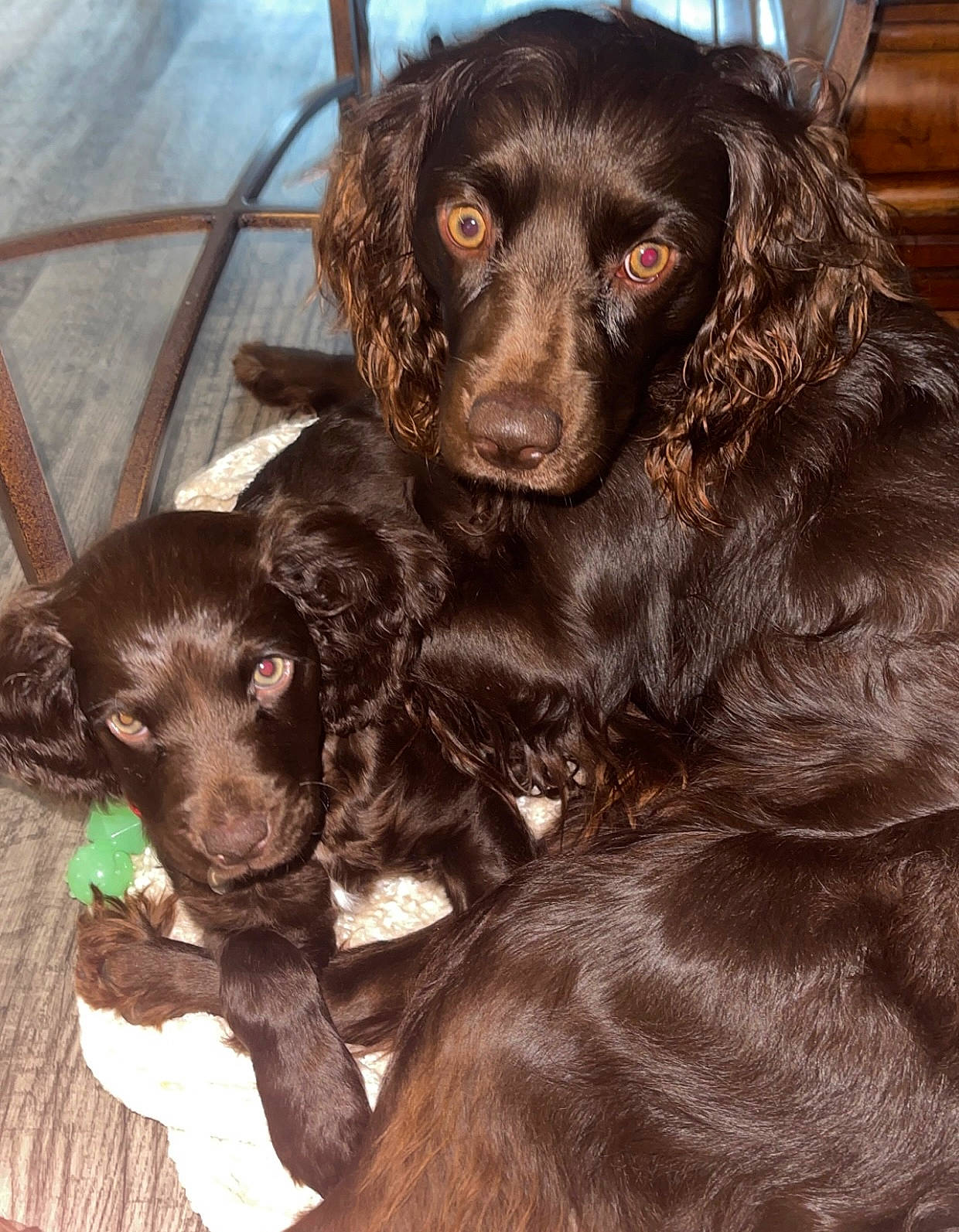 Opie joined the competition — help win amazing prizes! borador, boykin_spaniel, brown, canidae, carnivore, cocker_spaniel, companion_dog, dog, dog_breed, fur, gun_dog, hunting_dog, liver, retriever, russian_spaniel, snout, spaniel, sporting_group, working_animal