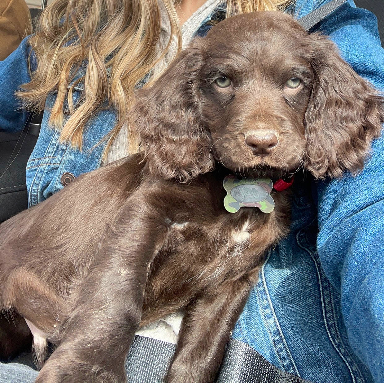 Opie is registered to the contest to win money with this photo: canidae, carnivore, companion_dog, dog, dog_breed, dog_collar, dog_supply, fur, gun_dog, hunting_dog, liver, pet_supply, snout, spaniel, sporting_group, working_animal