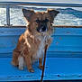 dog, brown_dog, pet, boat, sea, ocean, waves, leash, bench, sitting, fur, ears, portrait, sky, railing, coastal, travel, water_spray, companion, sunny