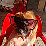 dog, sunglasses, red_chair, hand, outdoor, paved_ground, reflection, pet, brown_fur, closeup, portrait, sunlight, shadow, animal, nose, whiskers, accessory, sitting, human_hand, street