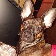 Little Girl is registered to the contest to win money with this photo: alert, animal, blanket, brindle, brown, canine, closeup, companion, cozy, cute, dog, domestic, ears, face, fur, household, indoor, looking, pet, portrait