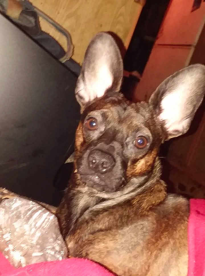 Little Girl is registered to the contest to win money with this photo: alert, animal, blanket, brindle, brown, canine, closeup, companion, cozy, cute, dog, domestic, ears, face, fur, household, indoor, looking, pet, portrait