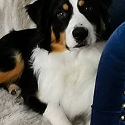 Vauban a rejoint le concours — aidez-le/la à gagner de superbes lots ! dog, tricolor, fluffy, pet, indoor, blanket, furniture, blue, studs, paw, fur, relaxed, comfort, canine, companion, lying_down, closeup, face, nose, ears