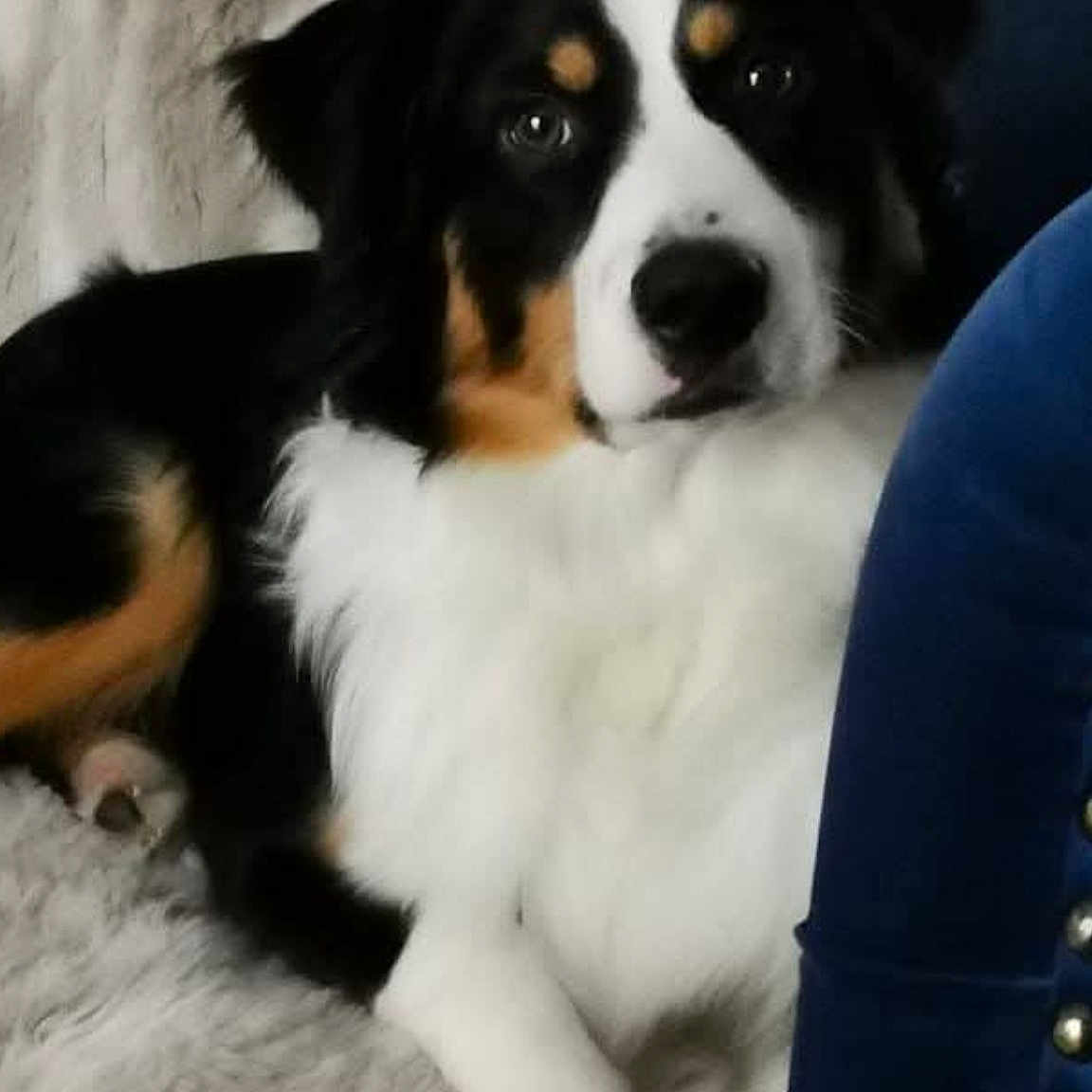 Vauban a rejoint le concours — aidez-le/la à gagner de superbes lots ! blanket, blue, canine, closeup, comfort, companion, dog, ears, face, fluffy, fur, furniture, indoor, lying_down, nose, paw, pet, relaxed, studs, tricolor