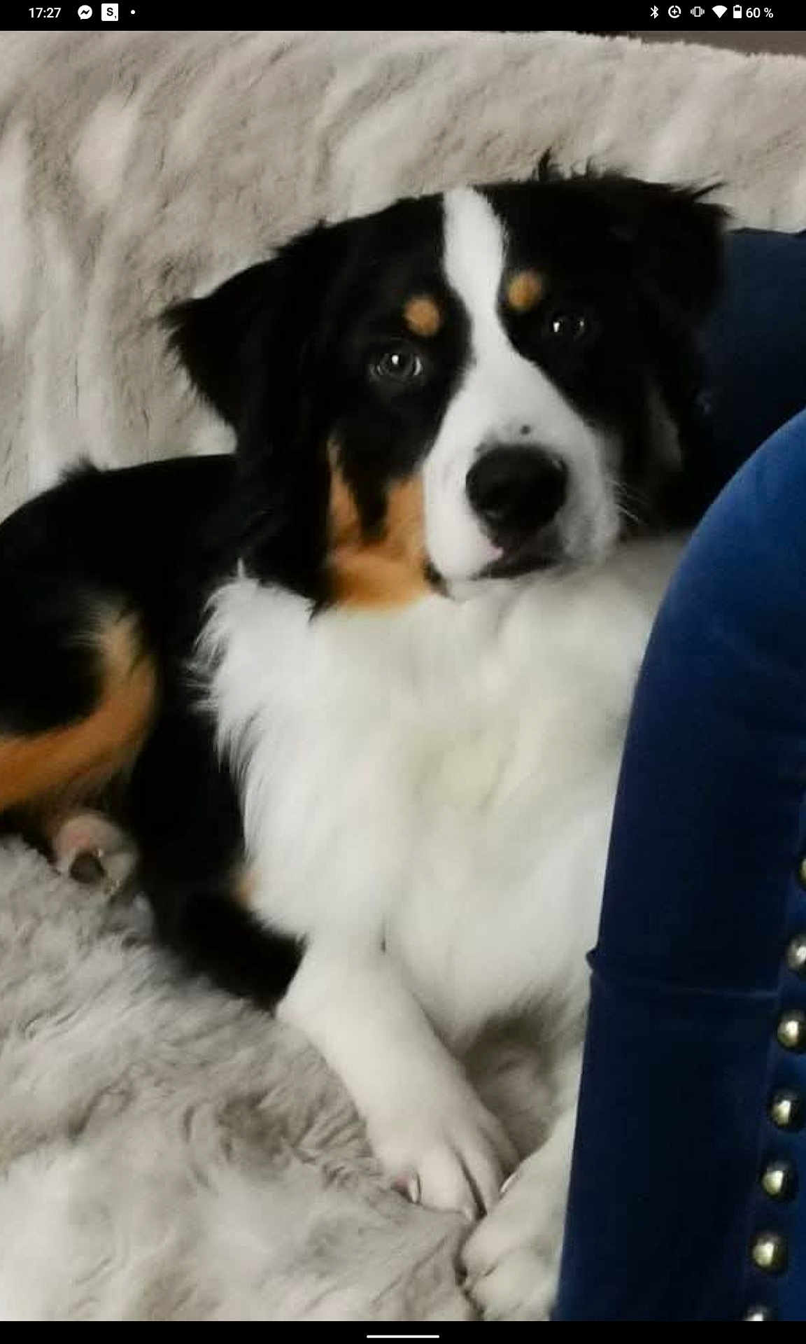 Vauban a rejoint le concours — aidez-le/la à gagner de superbes lots ! dog, tricolor, fluffy, pet, indoor, blanket, furniture, blue, studs, paw, fur, relaxed, comfort, canine, companion, lying_down, closeup, face, nose, ears