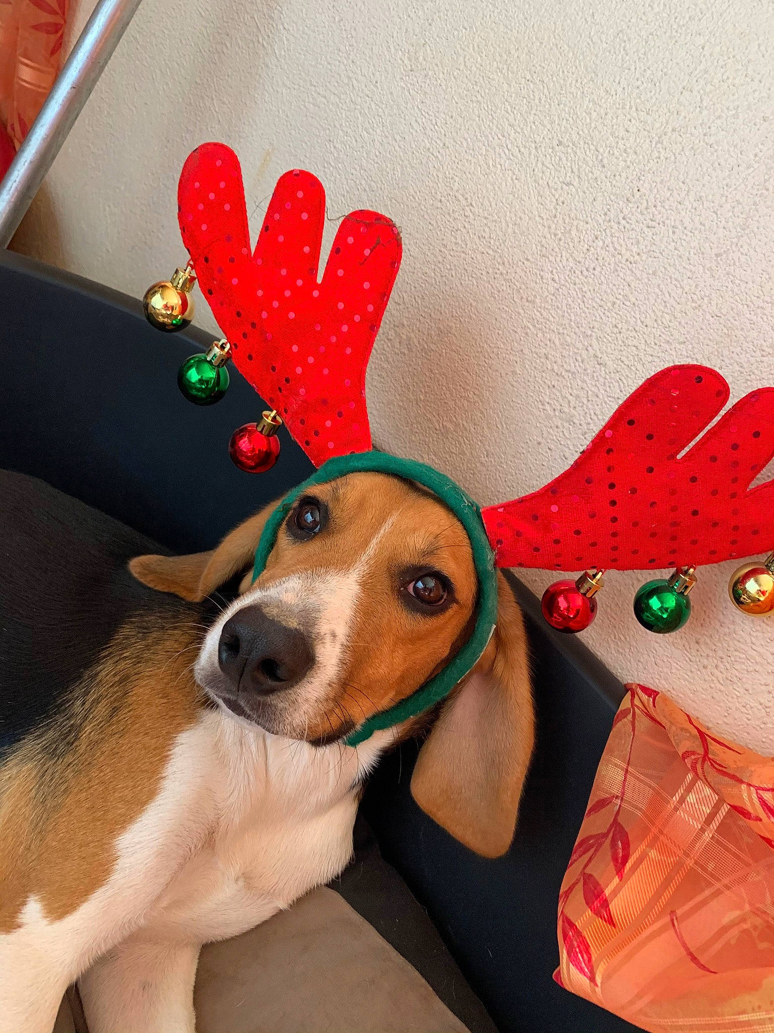 Ova a rejoint le concours — aidez-le/la à gagner de superbes lots ! canidae, carnivore, christmas, collar, companion_dog, costume_hat, dog, dog_breed, dog_clothes, dog_supply, event, fashion_accessory, fawn, fur, holiday, plush, sporting_group, stuffed_toy, whiskers, working_animal