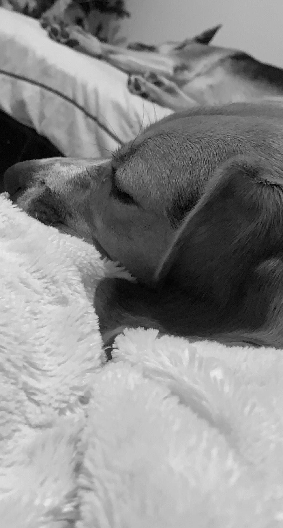 Ova participe au concours pour gagner de l'argent avec cette photo : canidae, carnivore, comfort, companion_dog, dog, dog_breed, fawn, fur, human_leg, linens, monochrome, monochrome_photography, nap, sleep, snout, snow, sporting_group, terrestrial_animal, whiskers, working_animal