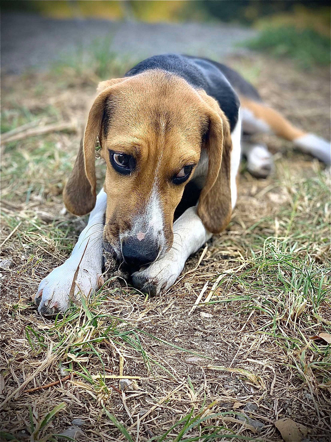 Ova a rejoint le concours — aidez-le/la à gagner de superbes lots ! beagle, canidae, carnivore, companion_dog, dog, dog_breed, fawn, finnish_hound, grass, hound, liver, natural_landscape, scent_hound, snout, soil, sporting_group, terrestrial_animal, whiskers, wildlife, wood