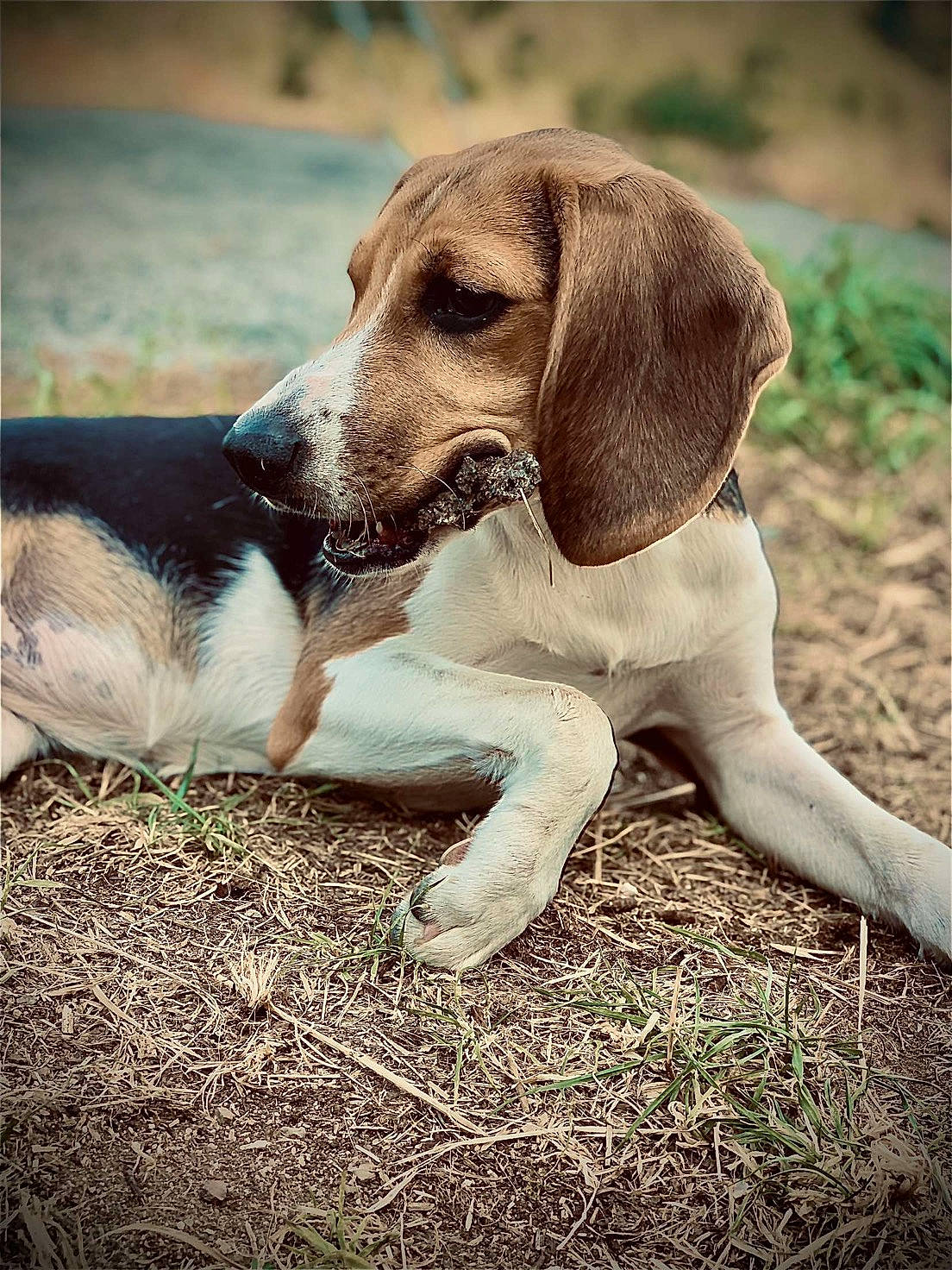 Ova participe au concours pour gagner de l'argent avec cette photo : canidae, carnivore, companion_dog, dog, dog_breed, fawn, grass, gun_dog, hound, hunting_dog, liver, paw, plant, scent_hound, snout, soil, sporting_group, tail, terrestrial_animal, working_animal