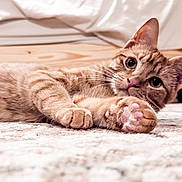 Hank joined the competition — help win amazing prizes! cat, orange_tabby, paw, carpet, indoor, curious, wide_eyes, whiskers, soft_paw_pads, lying_down, pet, feline, close_up, relaxed, floor, domestic_animal, fur, striped, cute, young_cat