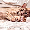 cat, orange_tabby, paw, carpet, indoor, curious, wide_eyes, whiskers, soft_paw_pads, lying_down, pet, feline, close_up, relaxed, floor, domestic_animal, fur, striped, cute, young_cat