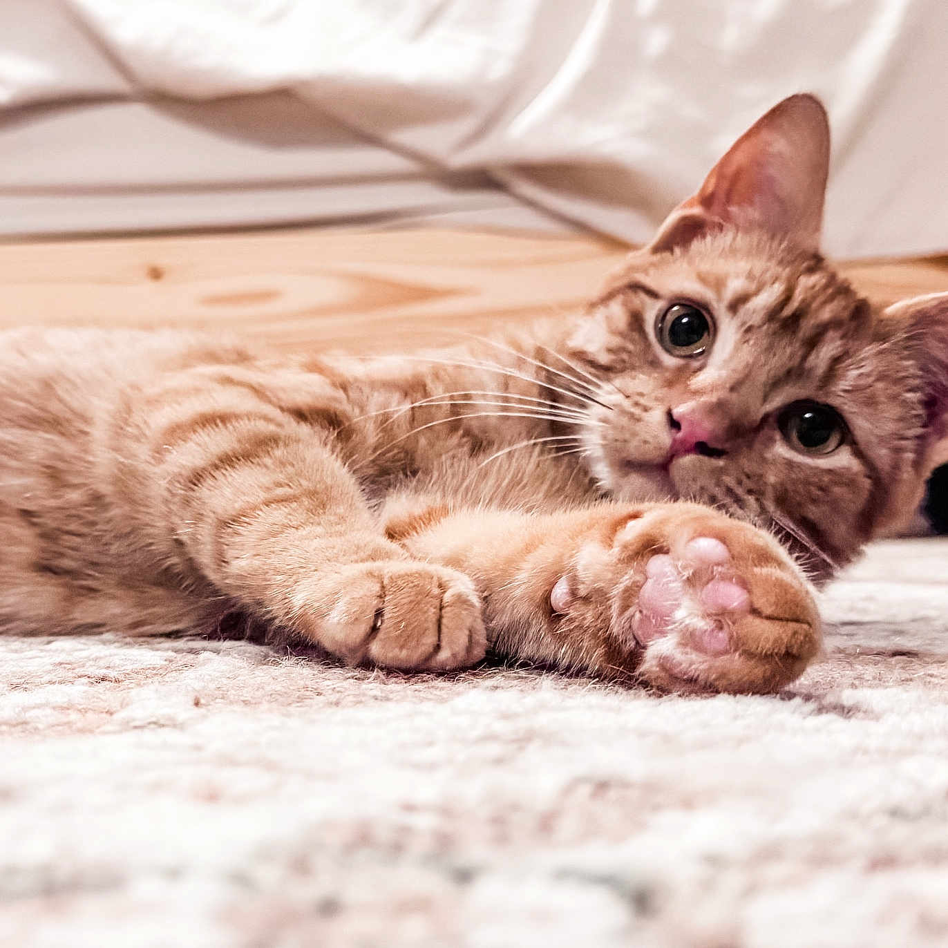 Hank joined the competition — help win amazing prizes! cat, orange_tabby, paw, carpet, indoor, curious, wide_eyes, whiskers, soft_paw_pads, lying_down, pet, feline, close_up, relaxed, floor, domestic_animal, fur, striped, cute, young_cat