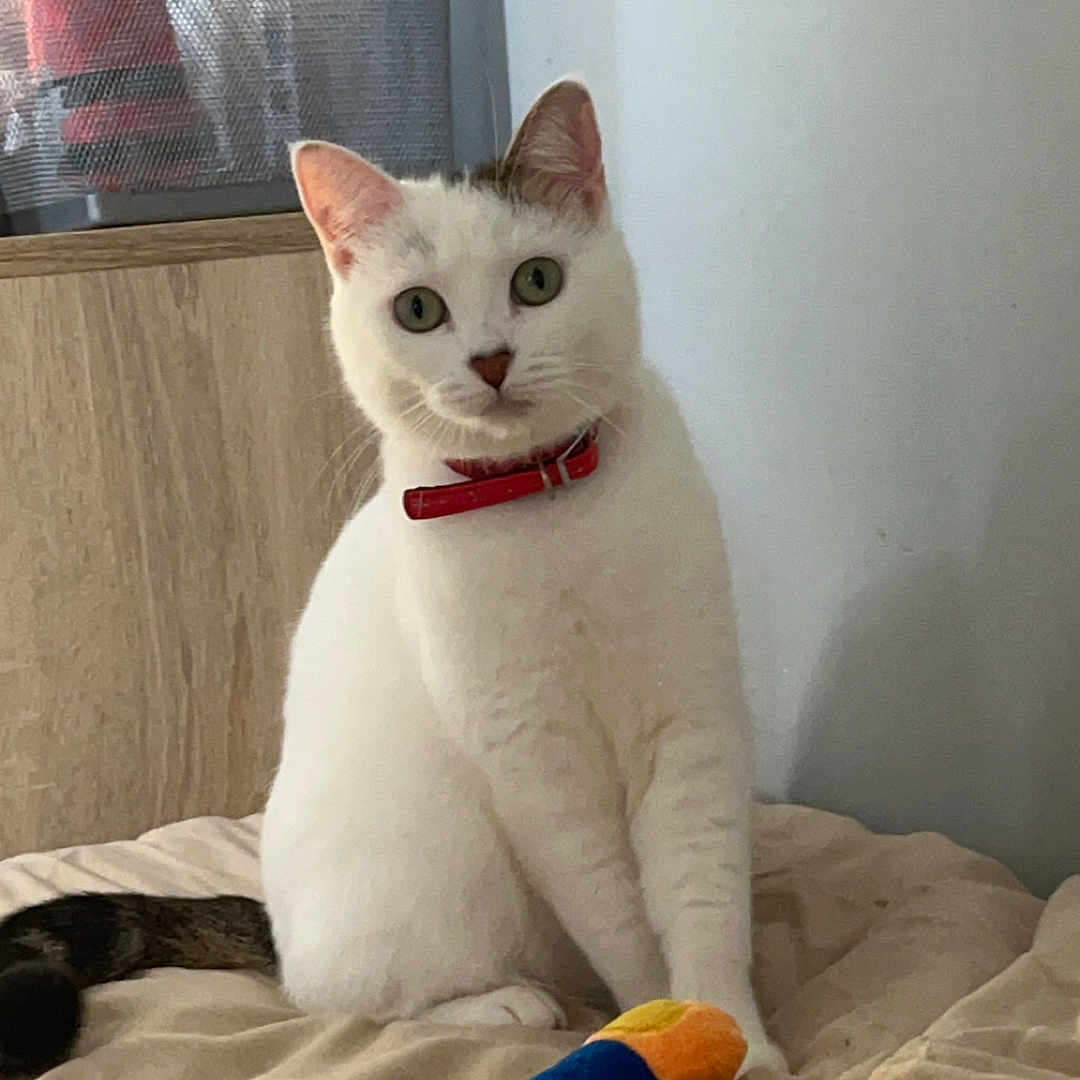 Ummyde participe au concours pour gagner de l'argent avec cette photo : animal, bedroom, blanket, cat, curious, domestic, ears, feline, fur, indoor, neutral_colors, pet, red_collar, resting, sitting, soft_light, tail, toy, whiskers, white_cat