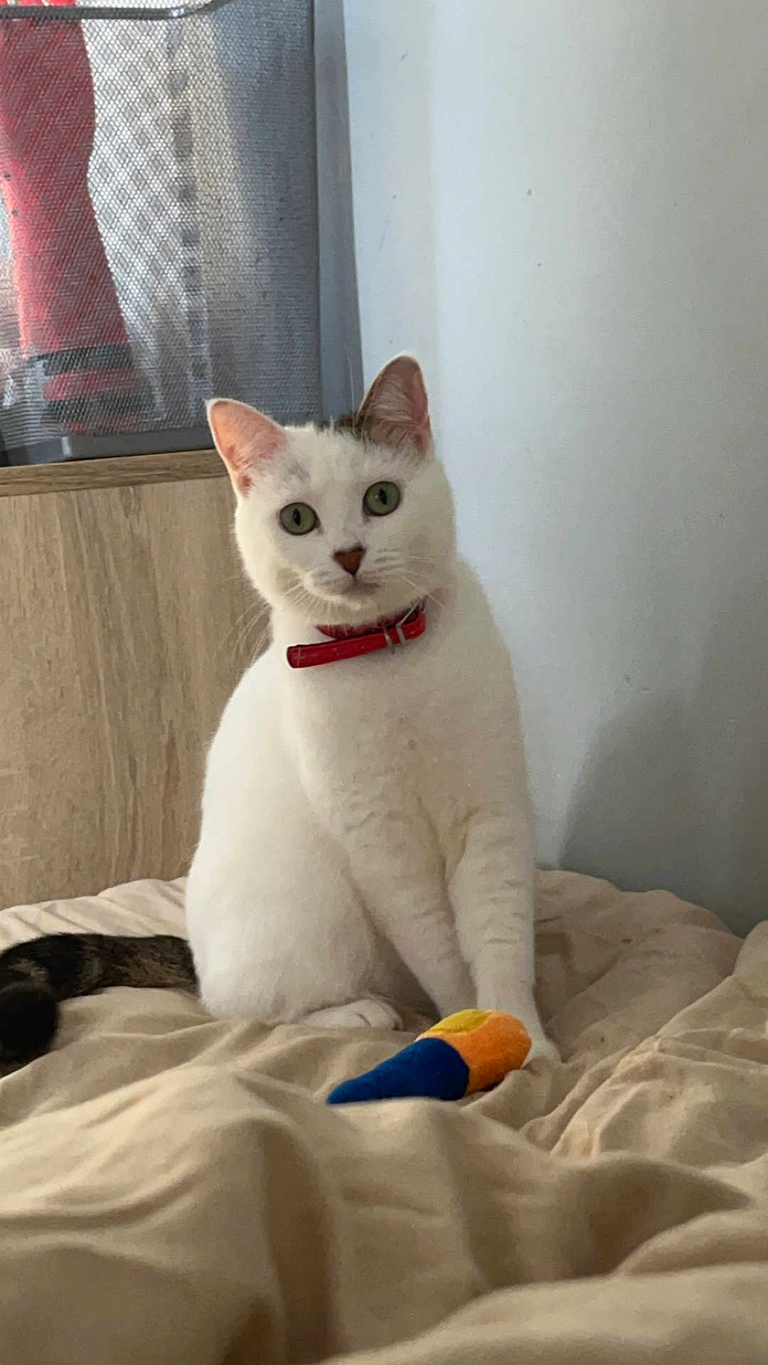 Ummyde participe au concours pour gagner de l'argent avec cette photo : cat, white_cat, red_collar, indoor, bedroom, blanket, toy, curious, pet, feline, sitting, animal, domestic, fur, whiskers, ears, tail, resting, soft_light, neutral_colors