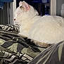 Ummyde a rejoint le concours — aidez-le/la à gagner de superbes lots ! cat, white_cat, sleeping, bed, blanket, indoor, furniture, television, blurred_background, patterned_bedspread, resting, cozy, domestic, pet, animal, relaxation, side_view, soft_fur, tail, quiet