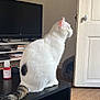 cat, white_cat, black_spot, tail, table, indoor, television, carpet, door, cat_bed, bottle, remote_control, furniture, pet, animal, side_view, sitting, curious, quiet, cozy