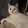 Ummyde a rejoint le concours — aidez-le/la à gagner de superbes lots ! cat, white_cat, pet, animal, feline, indoor, bed, blanket, relaxed, alert, fur, whiskers, ears, large_eyes, nose, paw, collar, domestic_animal, resting, bedroom