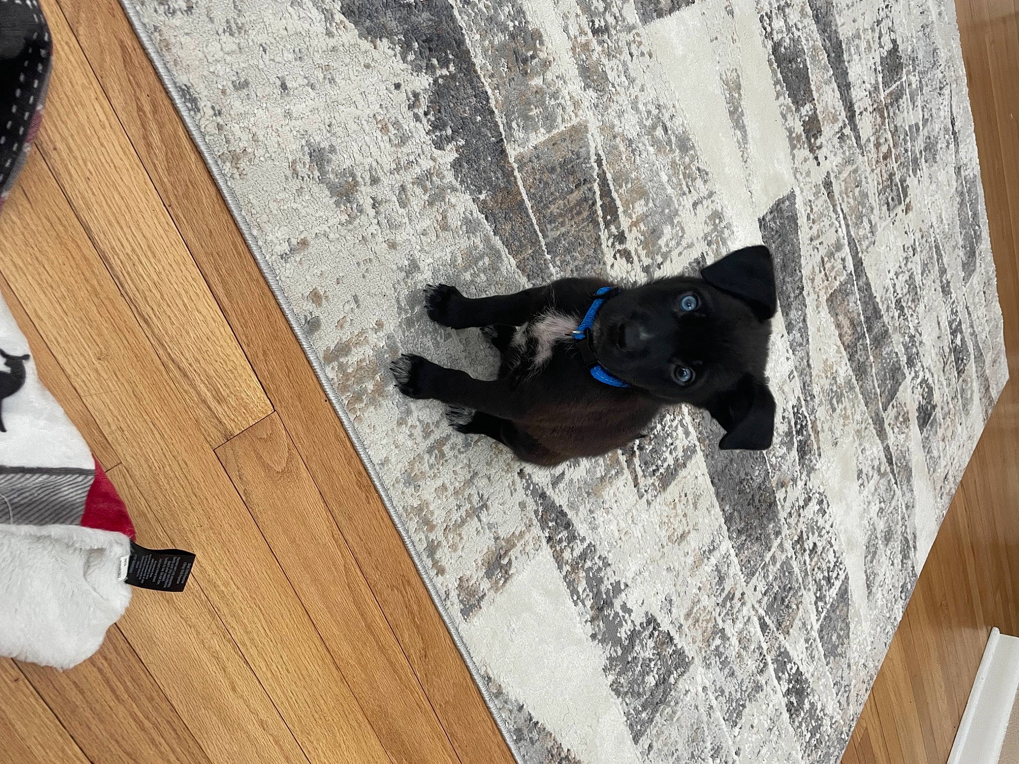 Ripley joined the competition — help win amazing prizes! carmine, carnivore, companion_dog, dog, dog_breed, dog_supply, electric_blue, floor, flooring, fur, grey, hardwood, laminate_flooring, pattern, plywood, sporting_group, tail, wood, wood_flooring, wood_stain