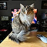 calico, cat, ears, fluffy, framed_art, furniture, green_eyes, home_decor, indoors, living_room, long_hair, pet, portrait, remote_control, sitting, tabby, tail, television, whiskers, wooden_table