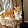 cat, orange_cat, white_cat, pet, animal, feline, cat_tree, carpeted_perch, window, curtain, indoor, resting, relaxed, looking, collar, jingle_bells, fur, paw, home, quiet
