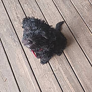 Mahdia a rejoint le concours — aidez-le/la à gagner de superbes lots ! adorable, animal, black_dog, canine, collar, companion, curious, cute, dog, domestic_animal, friendly, fur, looking_up, outdoor, pet, puppy, sitting, small_dog, wooden_deck, young_dog