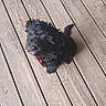 adorable, animal, black_dog, canine, collar, companion, curious, cute, dog, domestic_animal, friendly, fur, looking_up, outdoor, pet, puppy, sitting, small_dog, wooden_deck, young_dog