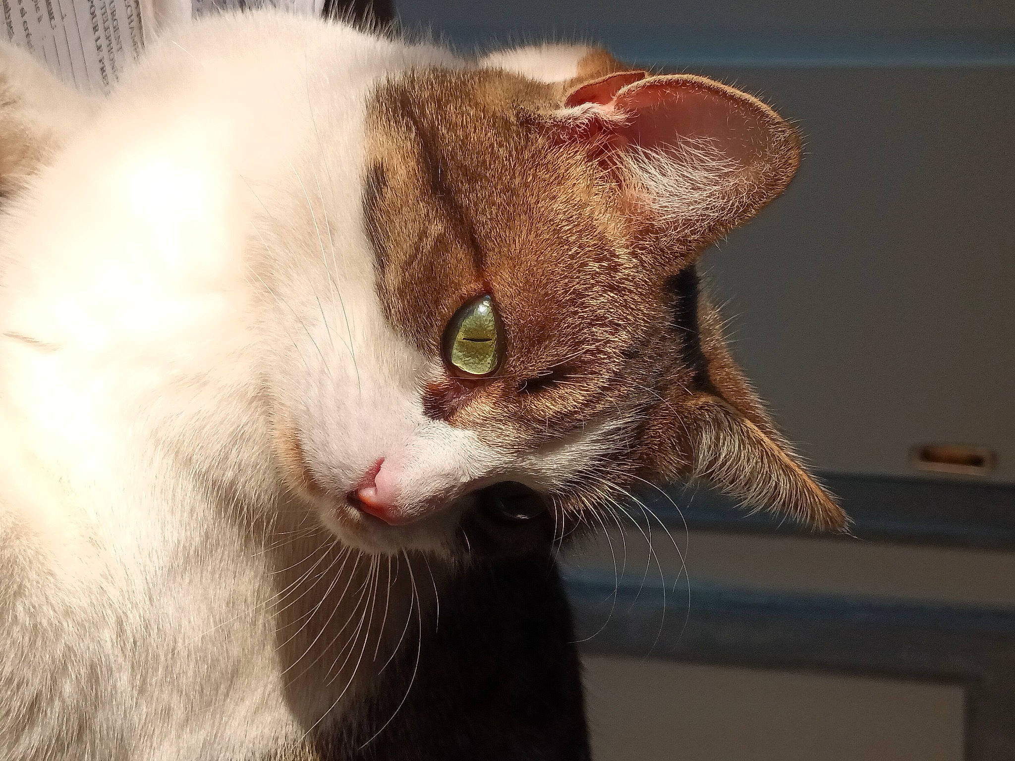 Phénix participe au concours pour gagner de l'argent avec cette photo : carnivore, cat, domestic_short_haired_cat, ear, fang, fawn, felidae, fur, paw, small_to_medium_sized_cats, snout, tail, whiskers
