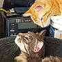 animal, bed, book, cat, closeup, cozy, cute, domestic_animal, feline, fur, indoor, orange_cat, pet, radio, relaxed, remote_control, resting, sniffing, tabby_cat, whiskers