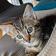 Aribo a rejoint le concours — aidez-le/la à gagner de superbes lots ! kitten, cat, tabby, pet, animal, feline, young, cute, whiskers, ears, eyes, fur, indoor, blanket, cozy, closeup, portrait, curious, resting, soft