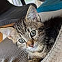 kitten, cat, tabby, pet, animal, feline, young, cute, whiskers, ears, eyes, fur, indoor, blanket, cozy, closeup, portrait, curious, resting, soft