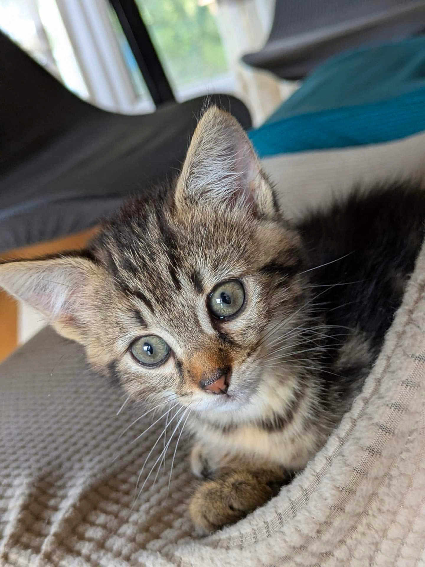 Aribo a rejoint le concours — aidez-le/la à gagner de superbes lots ! kitten, cat, tabby, pet, animal, feline, young, cute, whiskers, ears, eyes, fur, indoor, blanket, cozy, closeup, portrait, curious, resting, soft