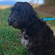 Bounty participe au concours pour gagner de l'argent avec cette photo : dog, black_dog, shaggy, long_hair, sitting, outdoors, grass, field, leash, collar, blue_leash, animal, pet, portrait, canine, fur, nature, landscape, trees, mountains