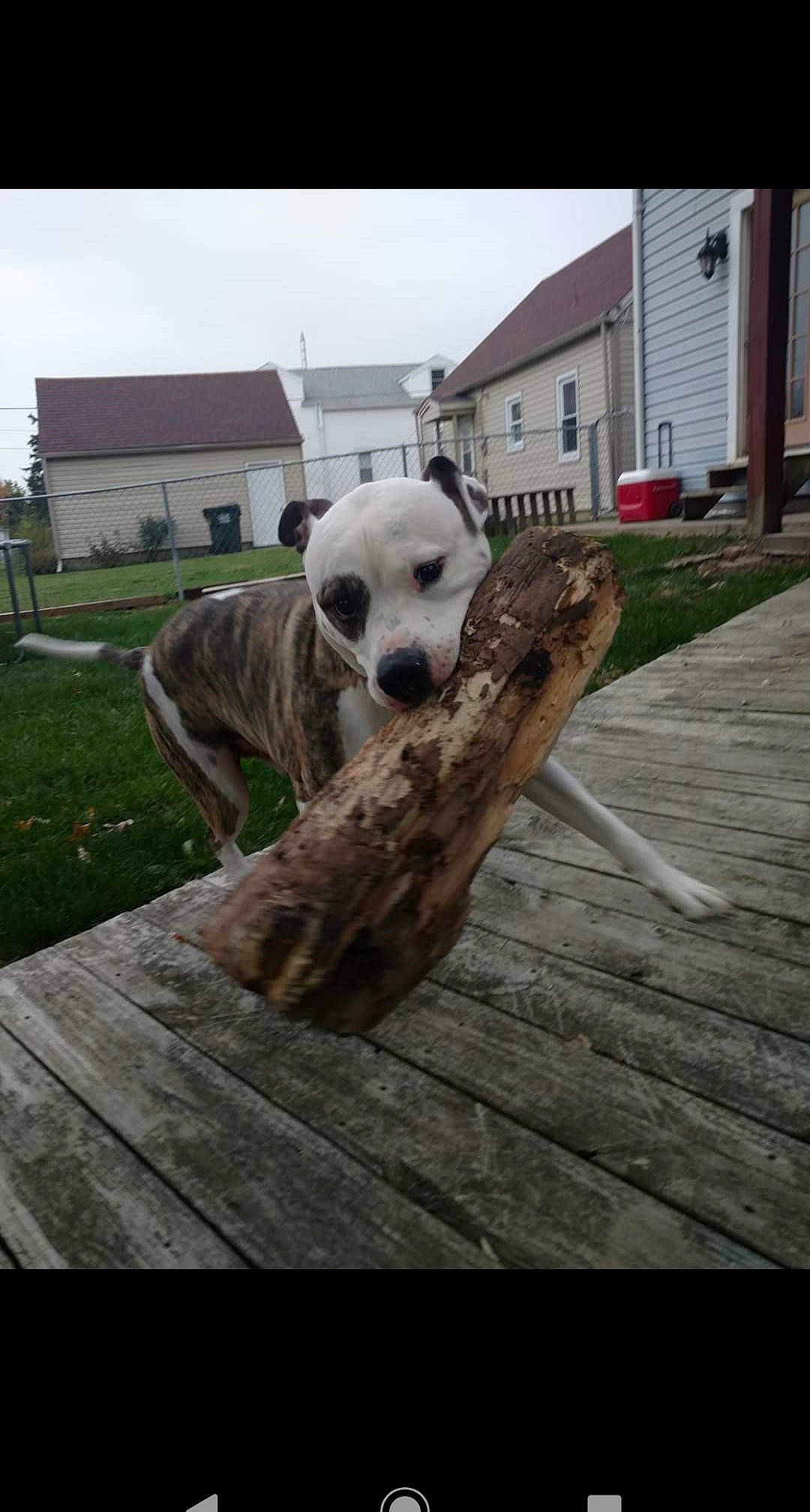 Luke joined the competition — help win amazing prizes! canidae, carnivore, dog, dog_breed, fawn, lurcher, non_sporting_group, snout, sporting_group, whippet