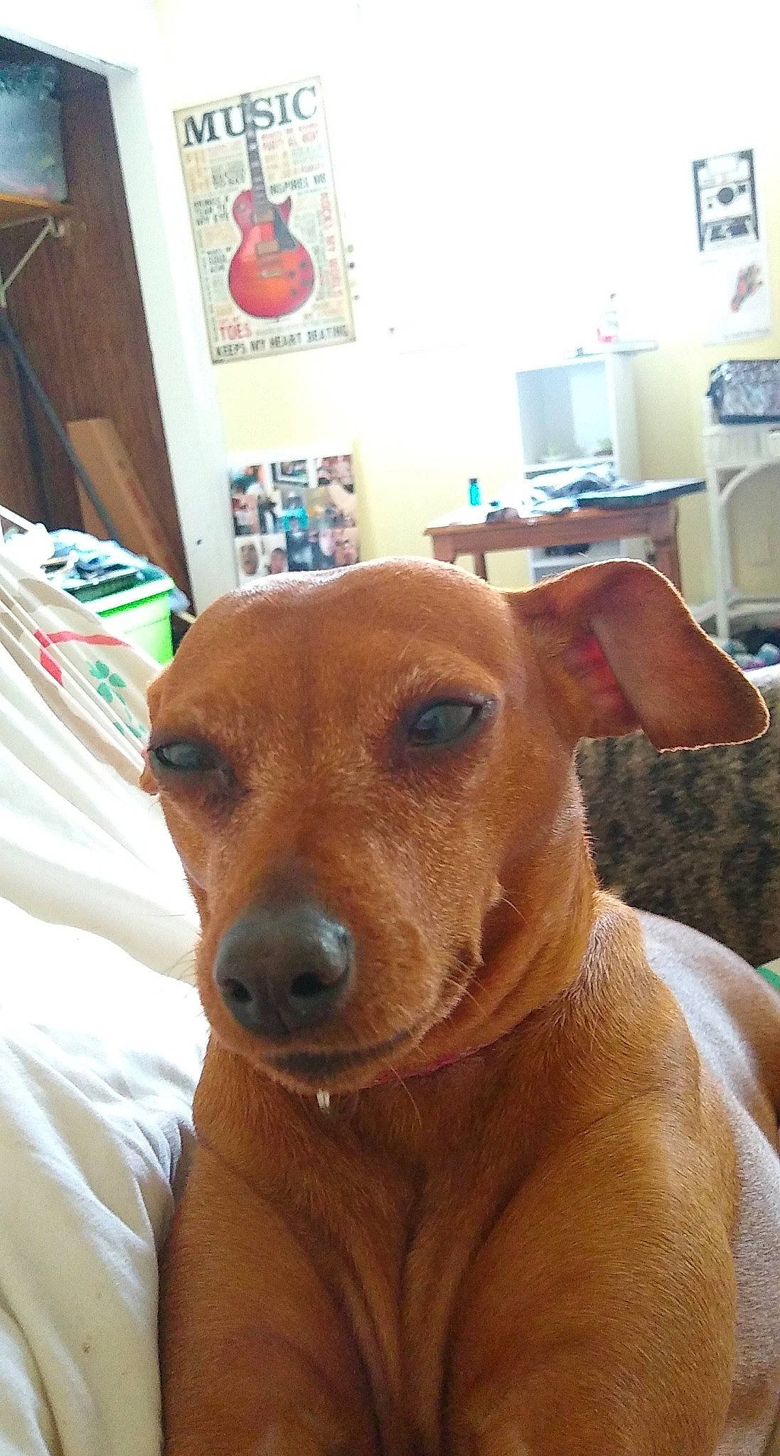 Lilly joined the competition — help win amazing prizes! canidae, caramel_color, carnivore, companion_dog, dog, dog_breed, ear, fawn, mammal, nose, potcake_dog, rare_breed_dog, snout, vertebrate, whiskers