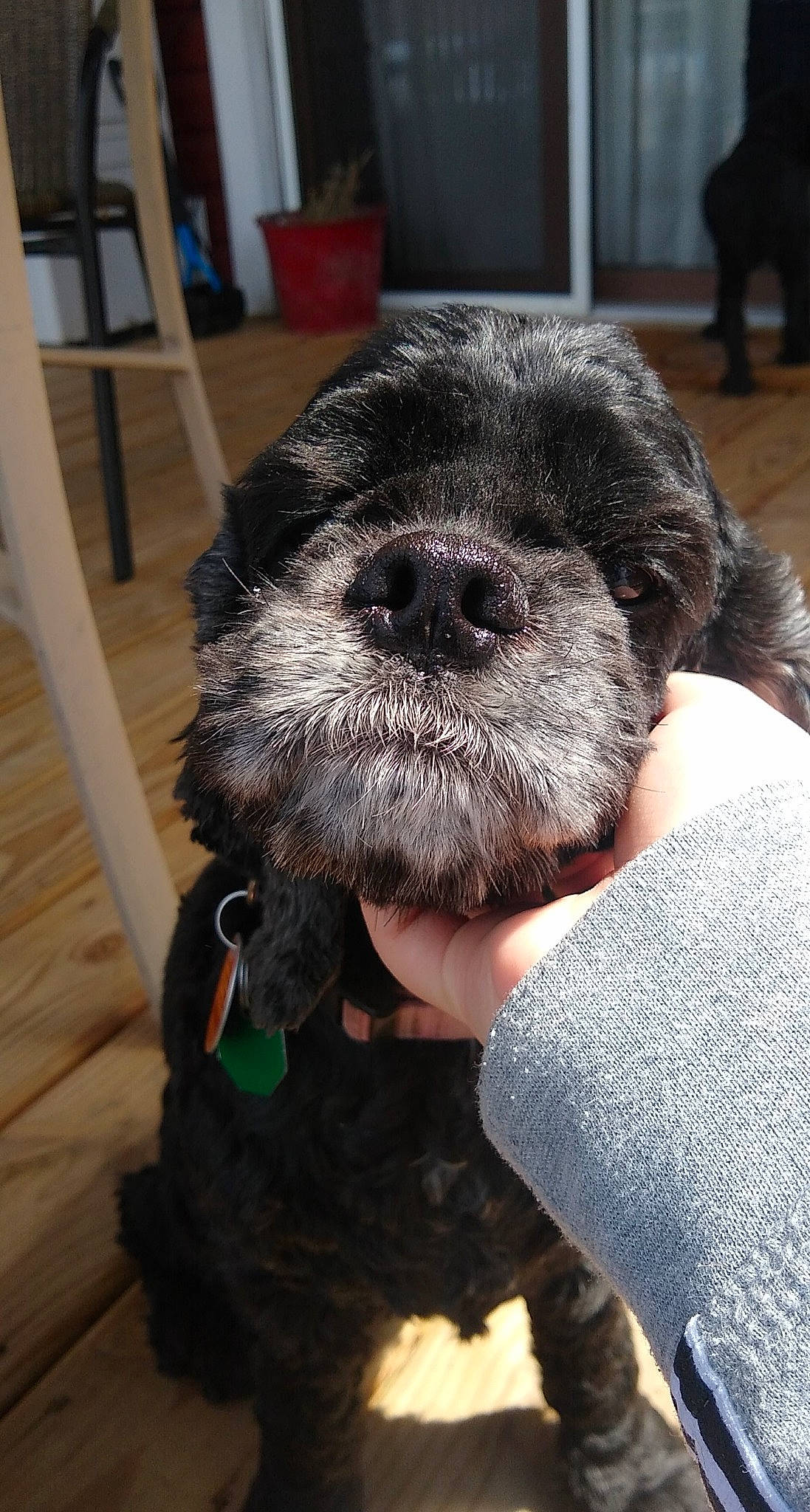 Cartier joined the competition — help win amazing prizes! affenpinscher, bolonka, border_terrier, canidae, carnivore, dog, dog_breed, mammal, miniature_schnauzer, poodle_crossbreed, puppy, schnauzer, schnoodle, shih_poo, snout, sporting_group, terrier, vertebrate