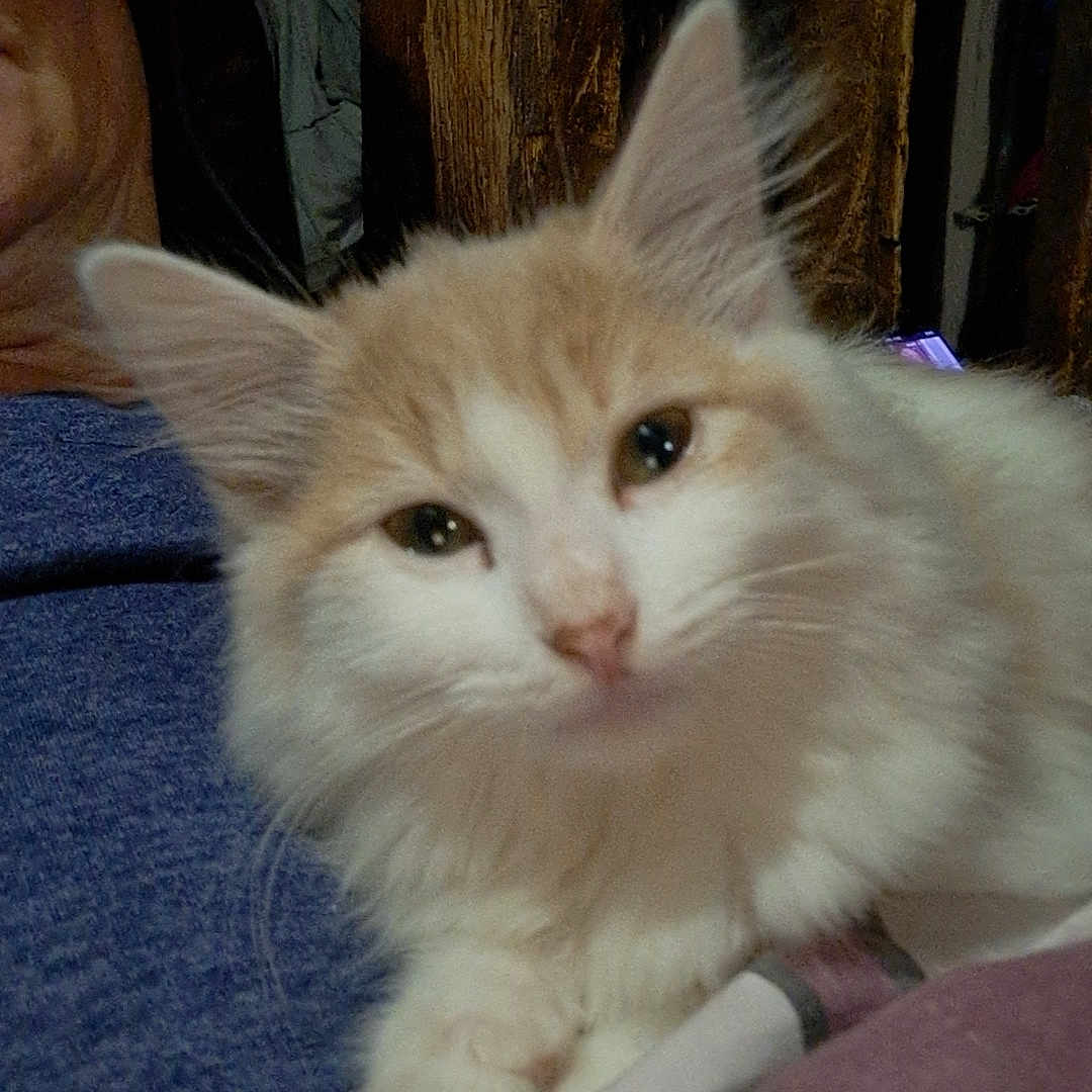 Bueno participe au concours pour gagner de l'argent avec cette photo : abyssinian, angora, animal, blanket, bodypart, cat, face, furniture, head, kitten, manx, mouth, person, pet, photography, plywood, portrait, siamese, sleeping, wood