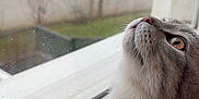 Pamuk a rejoint le concours — aidez-le/la à gagner de superbes lots ! abyssinian, animal, cat, city, homedecor, kitten, linen, manx, pet, siamese, window, windowsill