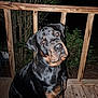 rottweiler, dog, pet, animal, canine, outdoor, night, wooden_deck, railing, plants, leafy_bushes, black_and_tan, sitting, head_tilt, curious, portrait, domestic_animal, mammal, one_animal, looking_up