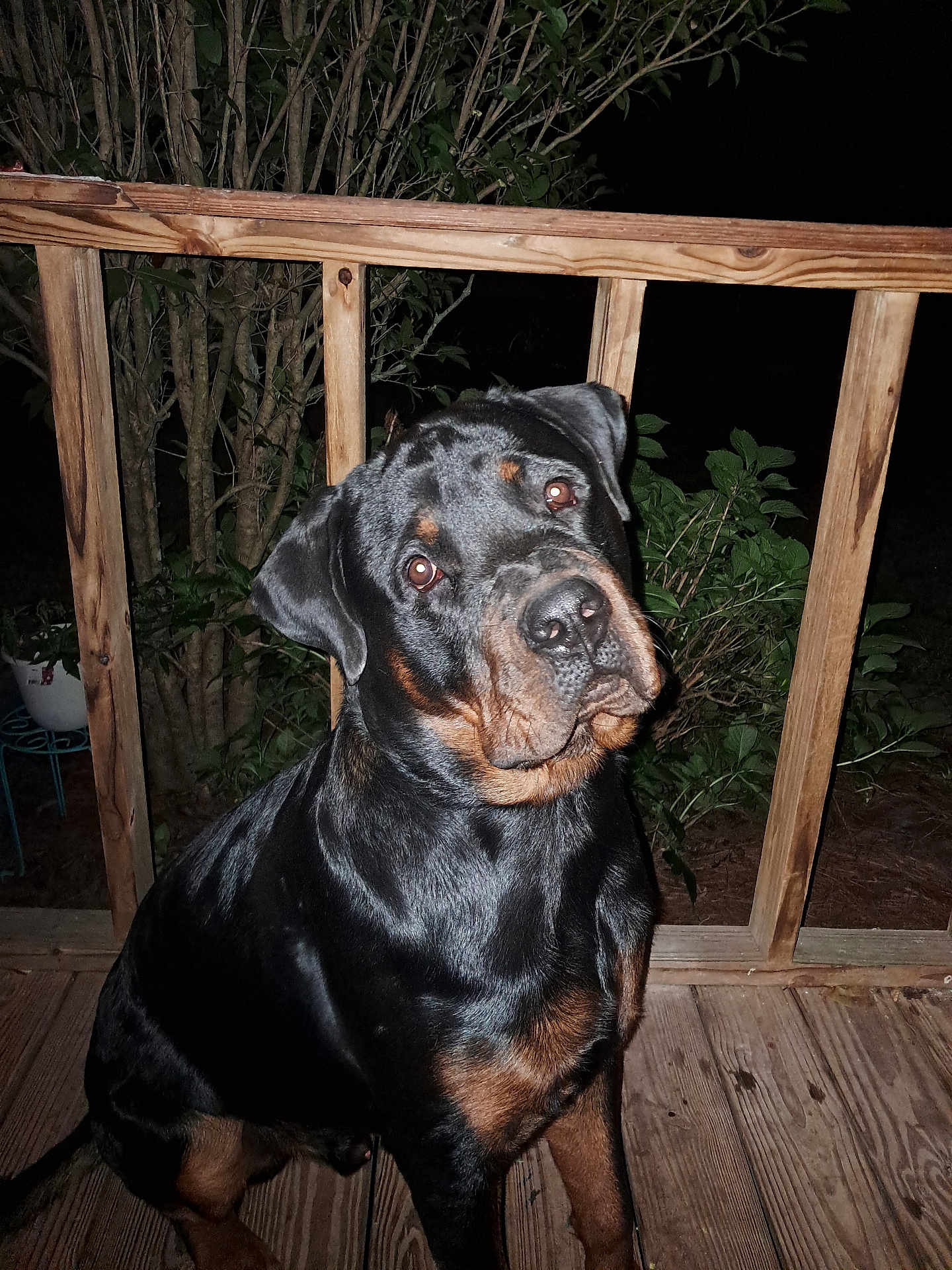 Romeo is registered to the contest to win money with this photo: rottweiler, dog, pet, animal, canine, outdoor, night, wooden_deck, railing, plants, leafy_bushes, black_and_tan, sitting, head_tilt, curious, portrait, domestic_animal, mammal, one_animal, looking_up