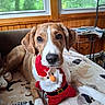 dog, puppy, toy, plush_toy, santa_claus, blanket, animal_print, window, wood_paneling, indoor, cozy, pet, lying_down, cute, brown, white, ears, nose, paw, face