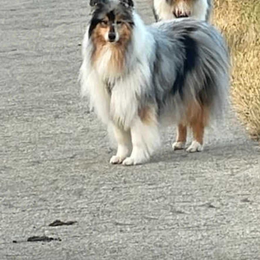 Ruby participe au concours pour gagner de l'argent avec cette photo : alert, animal, canine, companion, daylight, dog, fluffy, friendly, fur, grass, mammal, nature, outdoor, path, pet, portrait, shetland_sheepdog, standing, two_dogs, walking