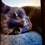 Mantequilla joined the competition — help win amazing prizes! animal, blackcat, cat, kitten, manx, pet, siamese