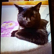 Tweak joined the competition — help win amazing prizes! abyssinian, animal, armchair, bed, bedroom, blackcat, cat, chair, computer, couch, cushion, furniture, homedecor, indoors, kitten, manx, pet, room, shelf, siamese