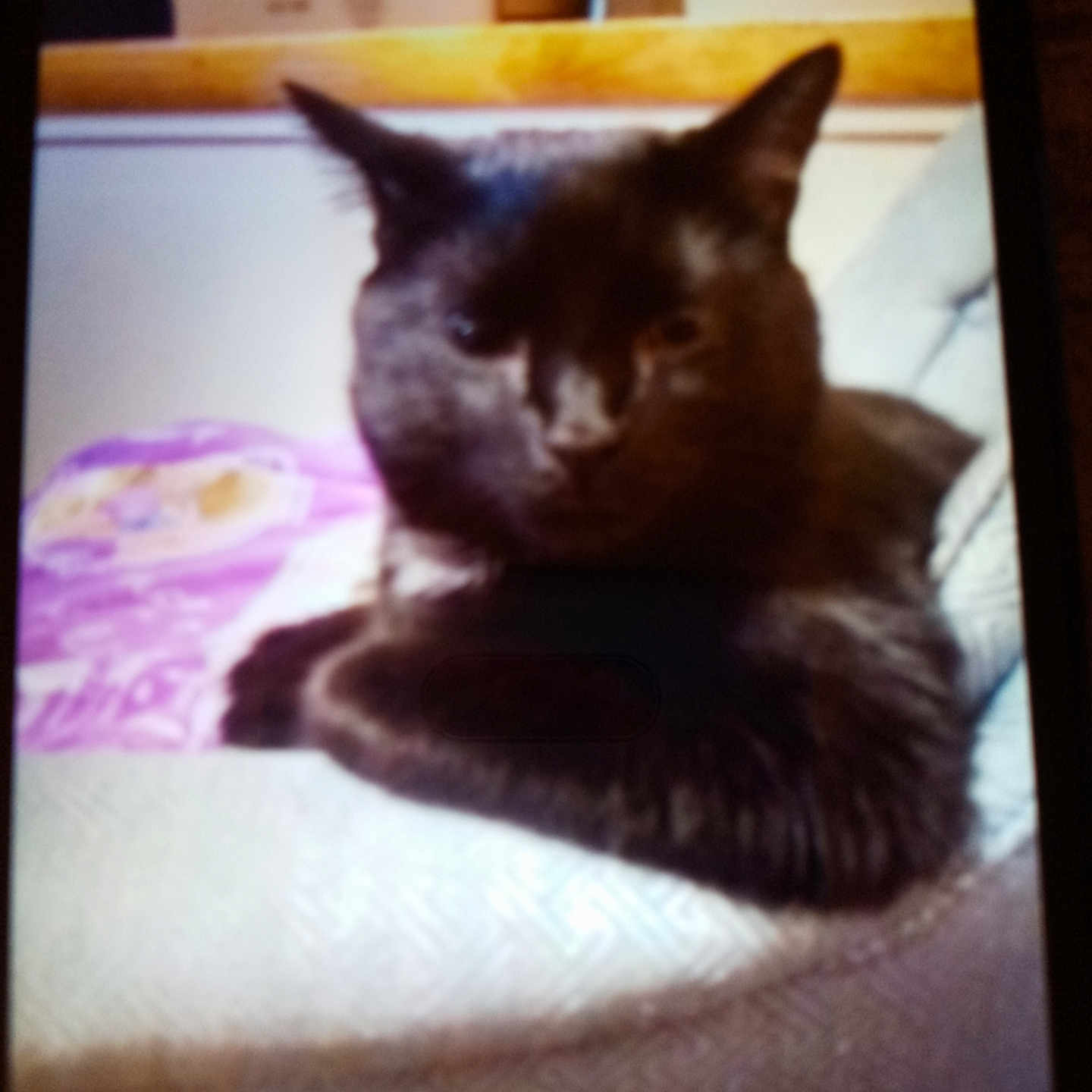 Tweak joined the competition — help win amazing prizes! abyssinian, animal, armchair, bed, bedroom, blackcat, cat, chair, computer, couch, cushion, furniture, homedecor, indoors, kitten, manx, pet, room, shelf, siamese