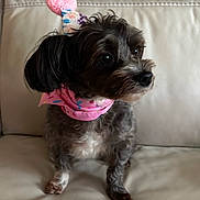 Kizzy is registered to the contest to win money with this photo: dog, small_dog, party_hat, pink_hat, pom_pom, bandana, pink_bandana, leather_couch, pet, fluffy, cute, sitting, indoor, animal, domestic_animal, fur, black_and_white, looking_away, close_up, companion