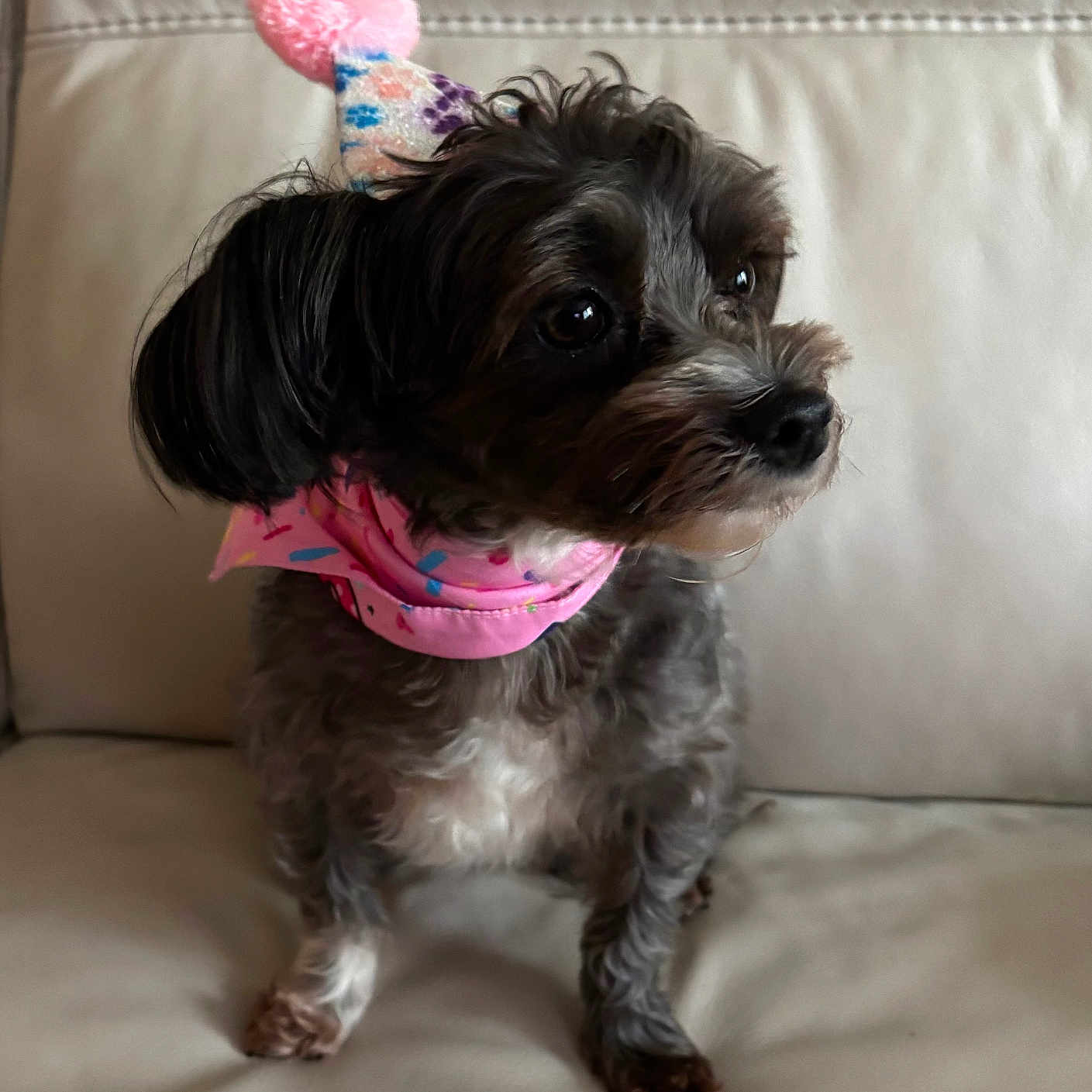 Kizzy is registered to the contest to win money with this photo: animal, bandana, black_and_white, close_up, companion, cute, dog, domestic_animal, fluffy, fur, indoor, leather_couch, looking_away, party_hat, pet, pink_bandana, pink_hat, pom_pom, sitting, small_dog