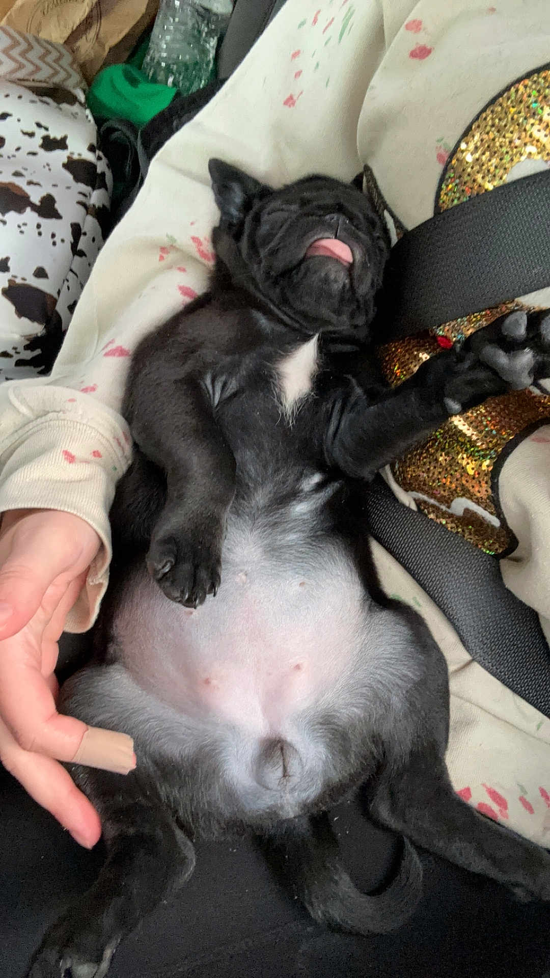 Dolly