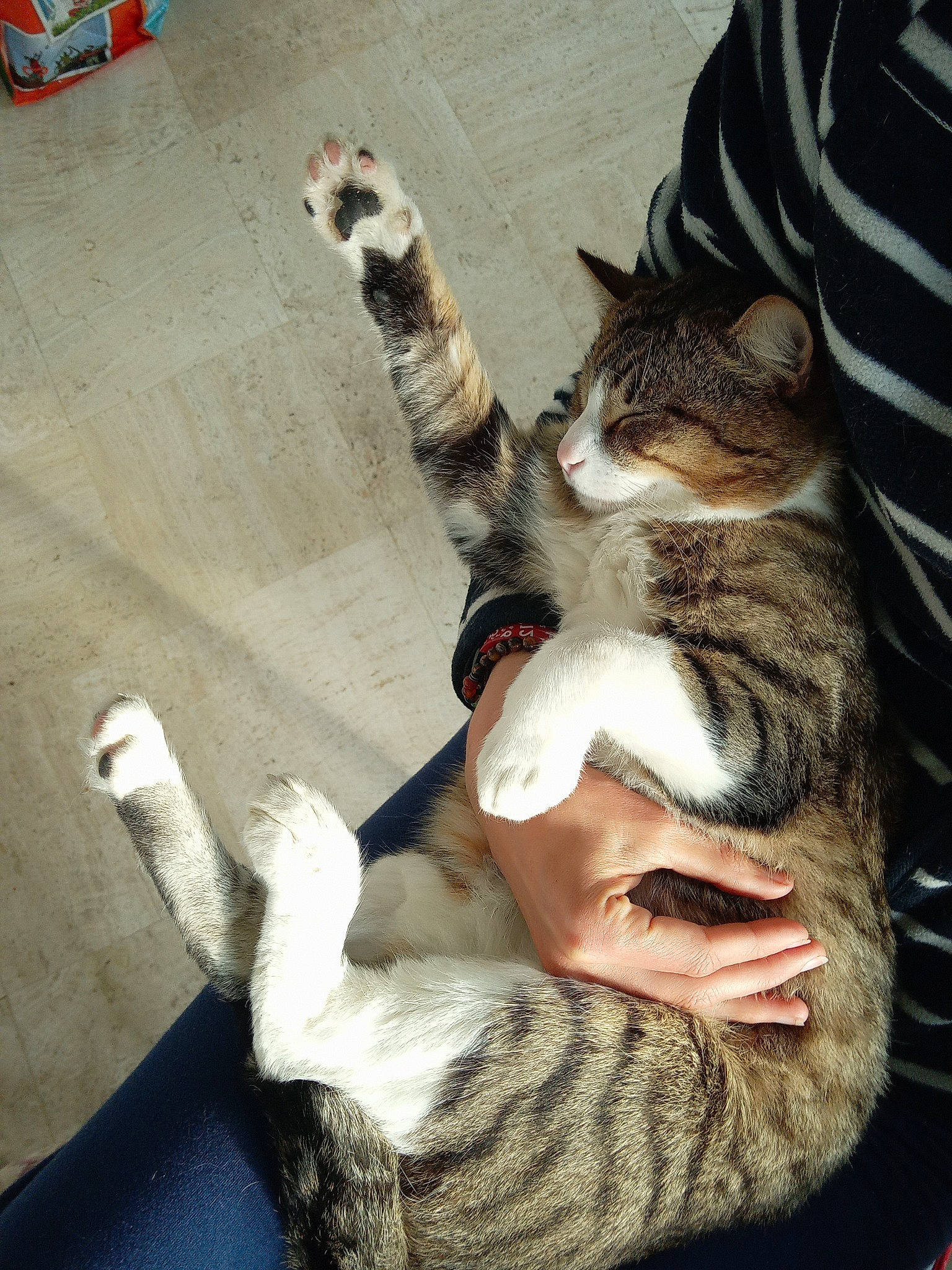 Crunch participe au concours pour gagner de l'argent avec cette photo : beard, carnivore, cat, claw, domestic_short_haired_cat, eyewear, facial_hair, fashion_accessory, fawn, felidae, fur, gesture, hand, human_leg, moustache, paw, sitting, small_to_medium_sized_cats, tail, whiskers