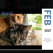 Royal joined the competition — help win amazing prizes! cat, tabby_cat, orange_cat, window, screen, calendar, february, 2027, pets, indoor, curious, animal, closeup, feline, looking, two_animals, cute, domestic_cat, pet_calendar, portrait