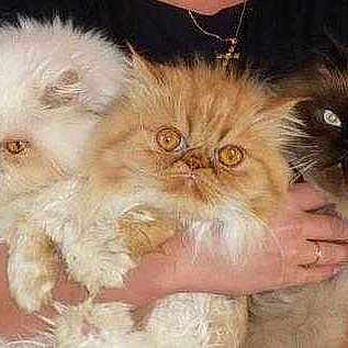 Poupette Boubou Et Edgar